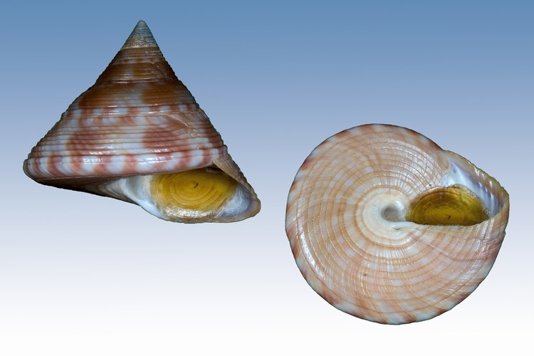 Calliostomatidae vari